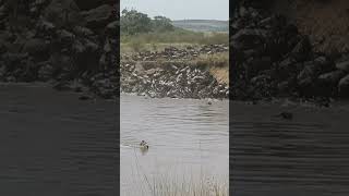 Holiday Adventure in Tanzania Witness the Great Migration [upl. by Frodina788]