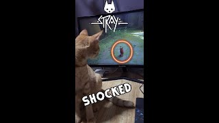 Cats Shocking Reaction on Stray straygame catvideos catfunny catreaction strayreaction cat [upl. by Christina]