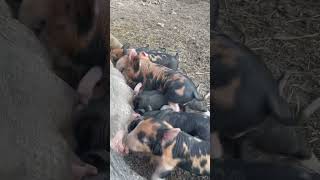 BerkshireDuroc cross baby pigs [upl. by Akihsar]