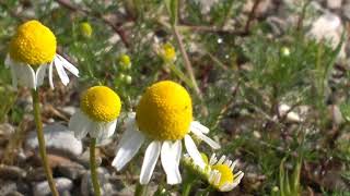 Anthemis arvensis Camomilla bastarda medicinal plant [upl. by Ewart216]