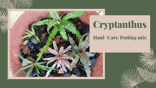 Cryptanthus carepotting mix for CryptanthusBromeliads Cryptanthus Haul [upl. by Coonan]