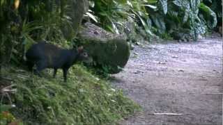 Agouti at Papillote Wilderness Retreat [upl. by Arreic]