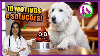 Coprofagia  Como fazer o cachorro parar de comer cocô  Dicas da Vet [upl. by Tugman]