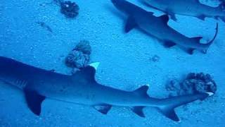 13 White Tips Molokini Shark Condos [upl. by Ennaesor766]