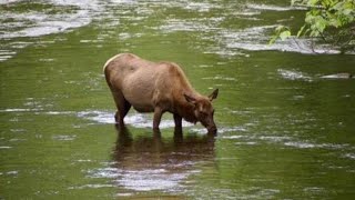 Witnessing Majestic Elk In the Breathtaking Smoky Mountains [upl. by Otreblig325]