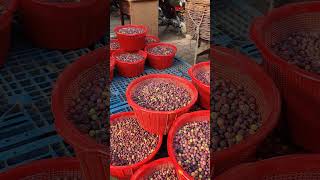 Indian Sherbet Berry  Falsa Fruit Market Punjab  Phalsa [upl. by Anierdna]