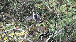 Young Cormorant on a branch [upl. by Siegel]