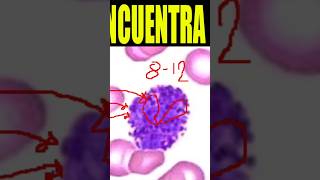 🩸Cómo Identificar al BASÓFILO ¿Cuales son sus características morfológicas🔬 shorts [upl. by Amedeo]