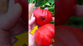 Dont eat tomatoes that are full of worms‼️worms tomatoes shorts [upl. by Ruperta]