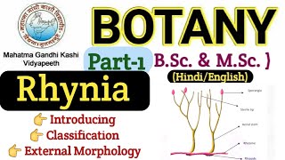 Rhynia  Rhynia Pteridophyte Plant BSC 3rd Paper BotanyBsc 1st year BotanyRhynia Morphology [upl. by Nicholl439]