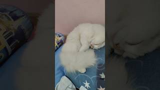 Sleeping cat part 1 cat catlover cutecat catshorts [upl. by Georgena228]