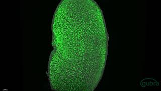 Light sheet microscopy of a mouse kidney [upl. by Pansie]