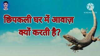 छिपकली घर में आवाज क्यों करती हैं why lizard make sound in home lizardsound maabhiacademy [upl. by Lanoil934]