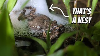 Túngara Frog building a Foam Nest  Engystomops pustulosus [upl. by Yelsna]