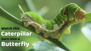 Watch this Caterpillar Turn Into A Butterfly  Papilio Polytes  Common Mormon  Metamorphosis [upl. by Birgitta]