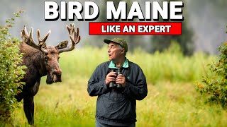 How To BIRD MAINE Like An Expert [upl. by Ghiselin]