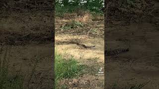 The rattlesnake was not harmed It was a BB that was empty snake rattlesnakes hunting [upl. by Htebilil]