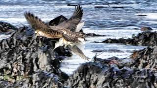 North Kerry  Peregrine Falcon Bird captures Greenshank Bird [upl. by Sivla89]