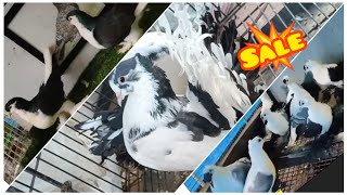 Fancy Kabootar Special  Fancy Pigeon Loft Indian Fantail  Kerala Fancy Kabootar [upl. by Ecnarretal]