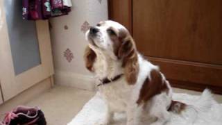 My Cavalier King Charles Spaniel Charliesinginghowling and wagging his tail [upl. by Ecinuahs]