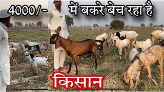 सिर्फ 4000 low price goat farm goatfarming [upl. by Yancy]