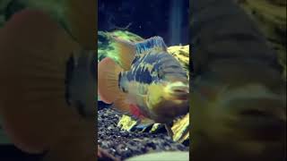 Predators in the 75 Gallon American Cichlid Tank [upl. by Veradi]