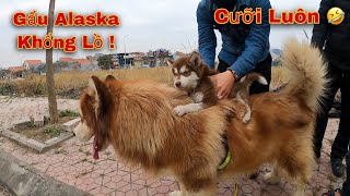 Dương KC  Thăm Lại Chó Alaska BaBy Sau 10 Ngày Xa Cách  Quá Cute Luôn [upl. by Beattie938]