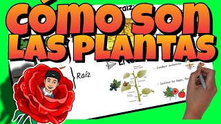 🌷 BRIOFITAS PTERIDOFITAS GIMNOSPERMAS y ANGIOSPERMAS  ¿Cómo SON las PLANTAS [upl. by Job708]