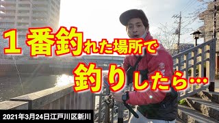 【江戸川区新川で釣り】過去1釣れた人気ポイント環七付近で釣りしてみたら…《2021年3月24日》 [upl. by Anirehc]