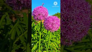 Allium giganteum flowers  beautiful garden Flowers satisfying shorts nature usa [upl. by Erdeid]