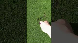 Good or Bad DIVOT Repair golf [upl. by Denman]