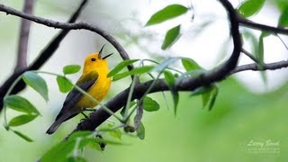 Prothonotary Warbler Portrait [upl. by Vaas]