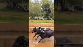 Kakkepadau pergal chenbe  gundu top race 🚀💥kambala jaitulunadu kambalarace jaitulunadu karaval [upl. by Ayotaj]