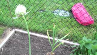 Growing Garlic From TRUE Seed [upl. by Sivie]