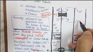 Thiazide diuretics pharmacology mechanism and side effects [upl. by Anrak]