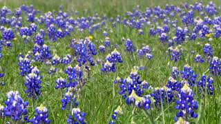 Texas State Wildflower DayBluebonnets [upl. by Ennairod]