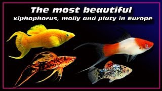 the most beautiful xiphophorus fish  molly and platy in Europe ✔ [upl. by Delisle]