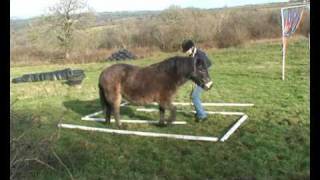 Horse Agility Starter Course 1 [upl. by Xyno]