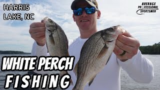 The BEST LURES for WHITE PERCH FISHING Epic day on Harris Lake North Carolina  APS Episode 61 [upl. by Kee]