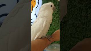 Umbrella Cockatoo Price in India shortvlog petvlog petguruji [upl. by Kcirddor756]