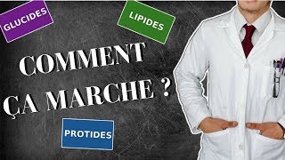 Glucides Lipides Protides  A Quoi Ça Sert [upl. by Oirogerg259]