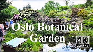 Sunny spring walk in a blooming Oslo Botanical Garden Norway Captions 🎧 Immersive 4K [upl. by Adnof]