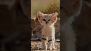 🐈दुनिया की सबसे प्यारी बिल्ली  Cutest Cat  By Wild Adventures [upl. by Nilhsa]