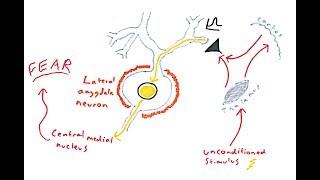 The Amygdala and Fear Conditioning [upl. by Schnur]