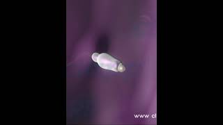 Human fertilization  Animated video [upl. by Aguayo367]