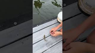 Releasing baby Atlantic croakers [upl. by Mel336]