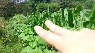 quot4 Sisters Gardenquot  Growing Corn Squash Beans and Sunflowers Together  Native American Farming [upl. by Ynahteb]