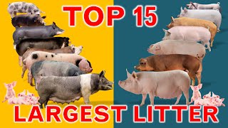 Top 15 Largest Litter Pig Breeds Litter Size [upl. by Bocaj854]