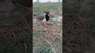 tatiri new birds egg  red wattled lapwing [upl. by Liuka]