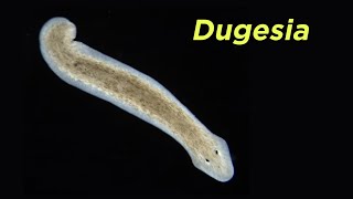 Phylum Platyhelminthes Part 2 FreeLiving Flatworms and the Problem With Turbellaria [upl. by Persson467]